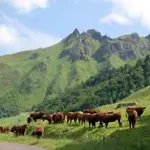 Tulipe, 5 Personnes, Entre Sancy Et Volcans D'auvergne Apartmán Orcival